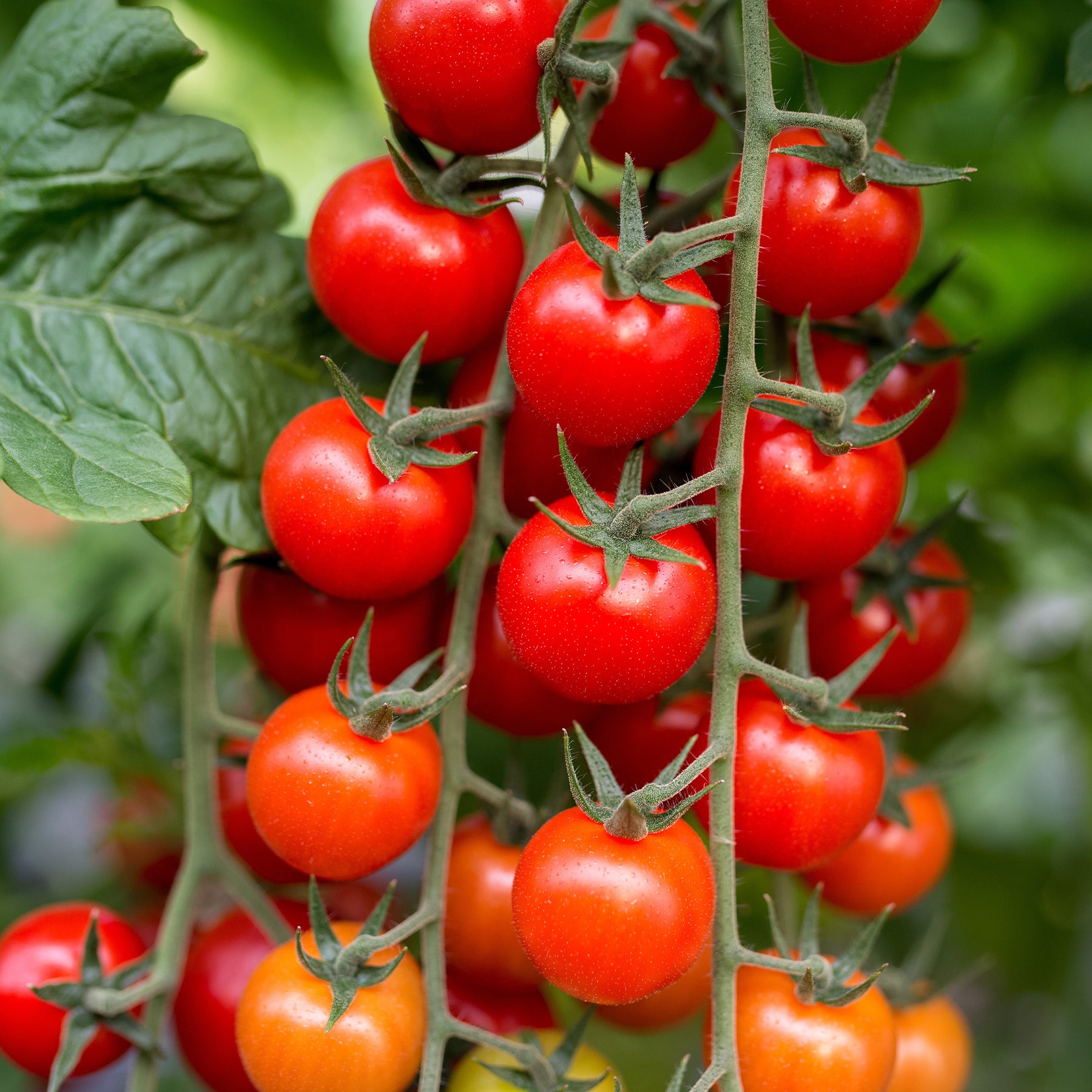 Tomatenzaden - Kerstomaat 'Sweet Baby' - Solanum lycopersicum Sweet Baby
