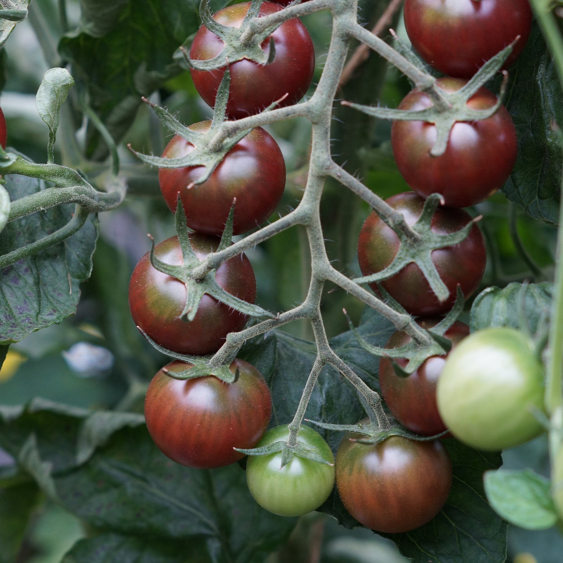 Verkoop Kerstomaat 'Sweet Baby' - Solanum lycopersicum Sweet Baby