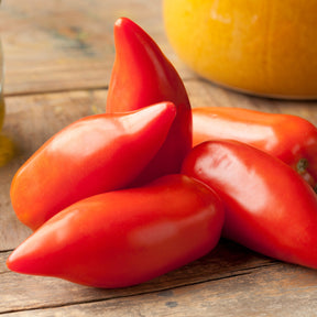 Tomatenmix 'De Andes'