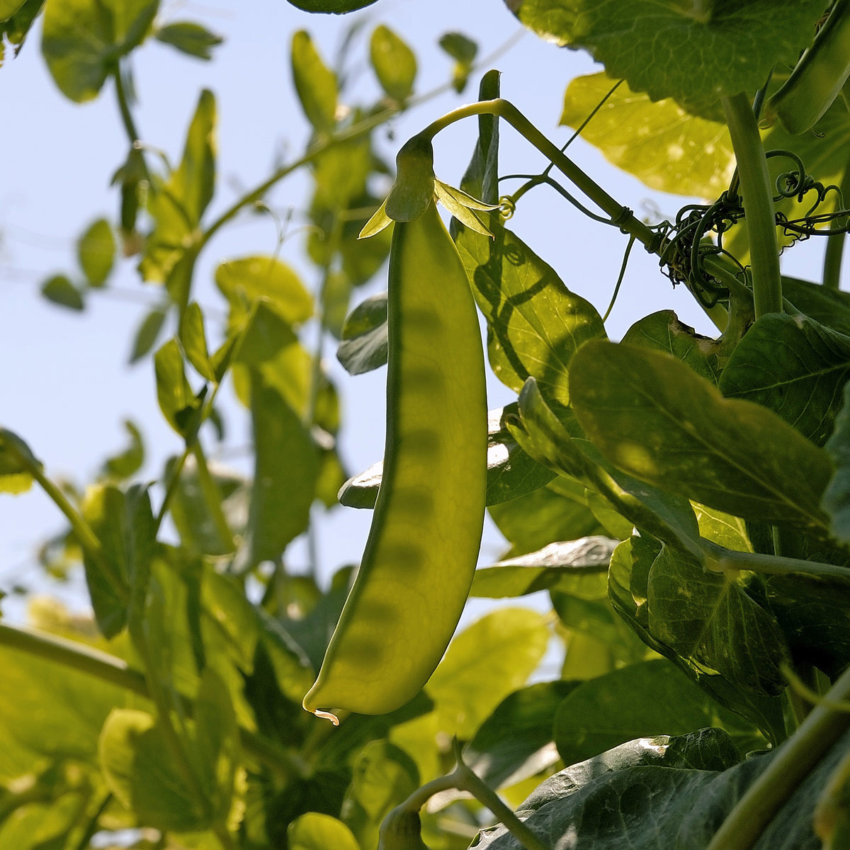 Doperwt 'Telefono' - Pisum sativum bamby (obt. gautier) - Willemse