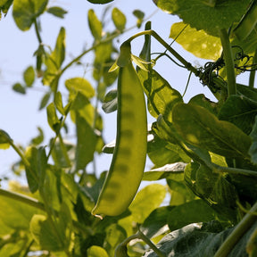 Doperwt 'Telefono' - Pisum sativum bamby (obt. gautier) - Willemse