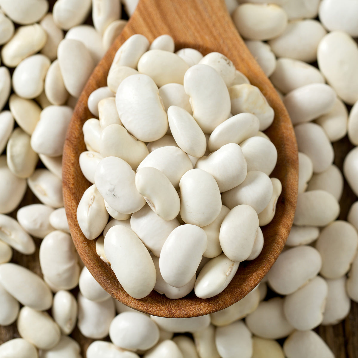 Droogboon 'Mäis type Tarbais' - Phaseolus vulgaris haricot maïs type tarbais - Willemse