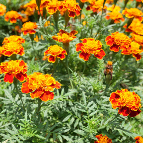 Afrikaantje 'Honeycomb' - Willemse
