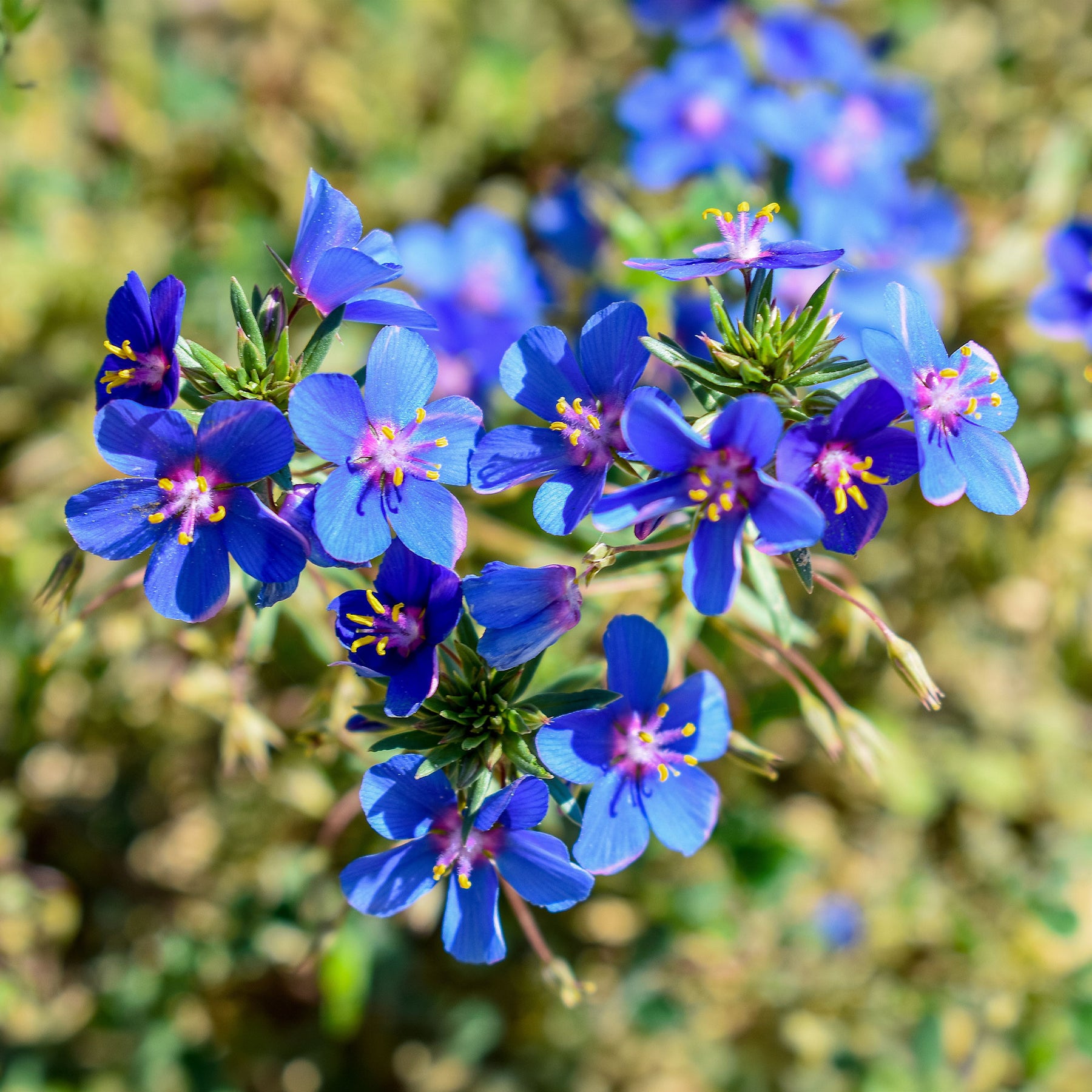 Blauw guichelheil - Willemse