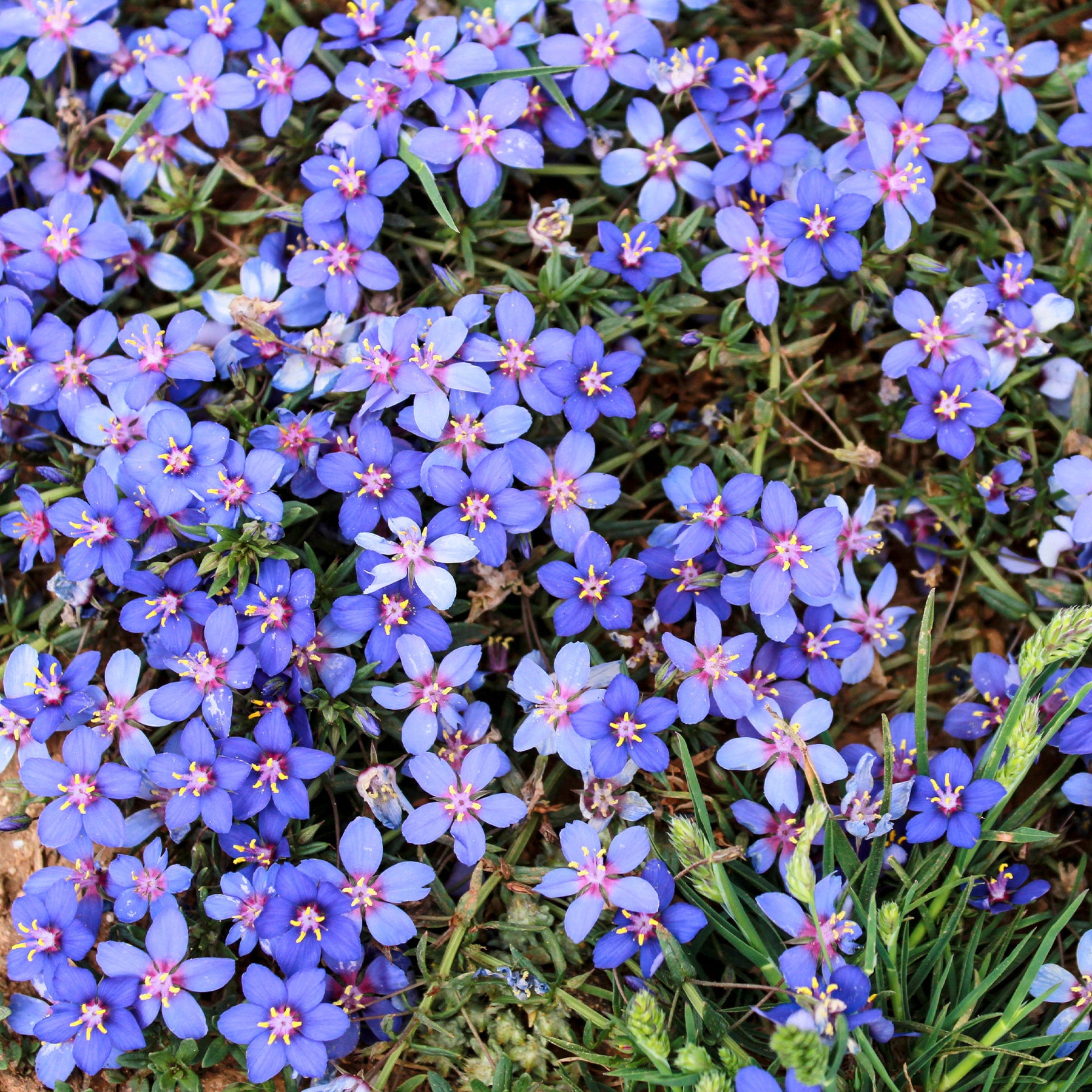 Blauw guichelheil - Anagallis linifolia - Willemse