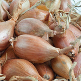 Sjalot 'Jermor' - Willemse