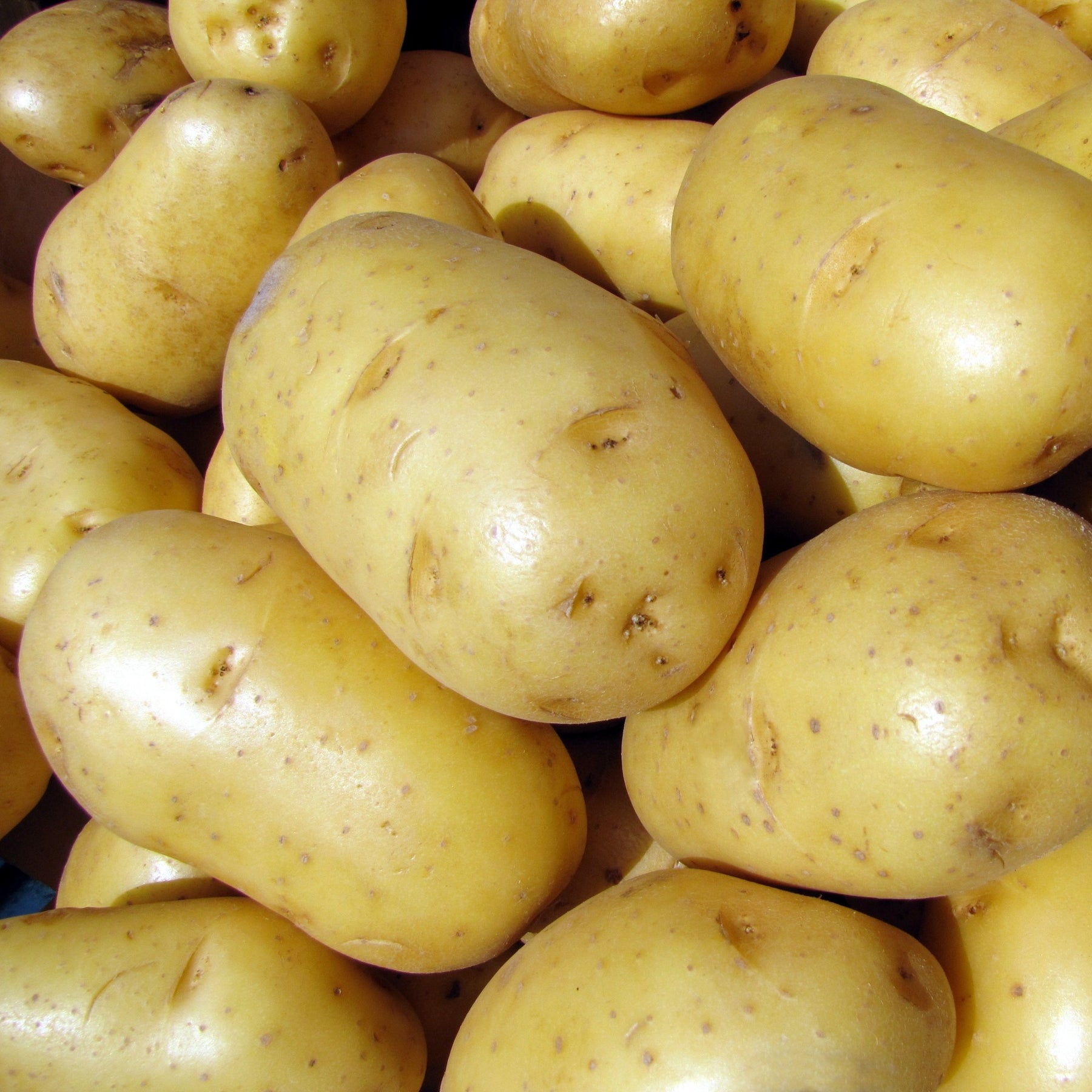 Aardappel 'Bindje' - Solanum tuberosum bintje - Willemse