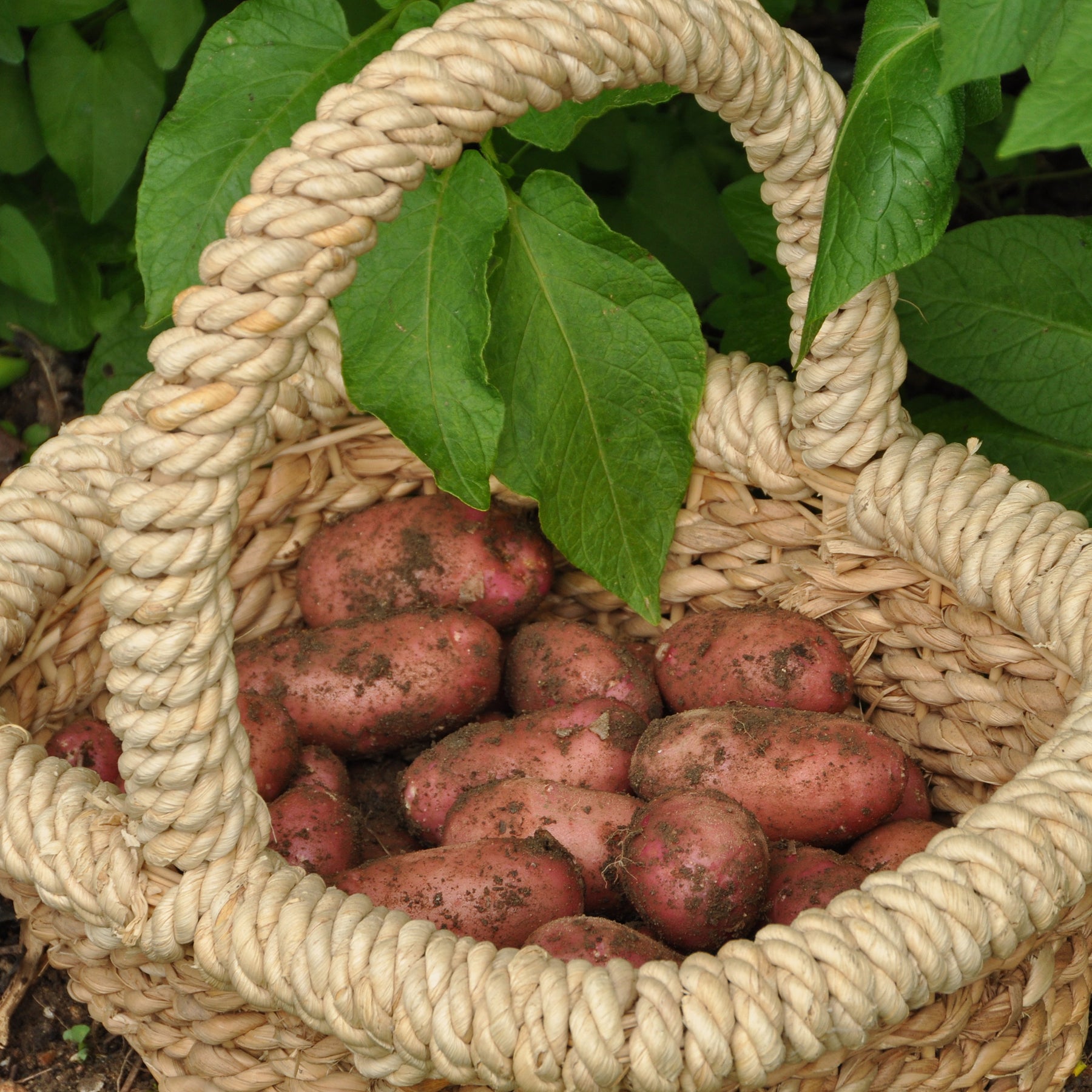 Aardappel 'Rose de France' - Willemse