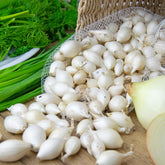 Ui 'Snowball' - Willemse