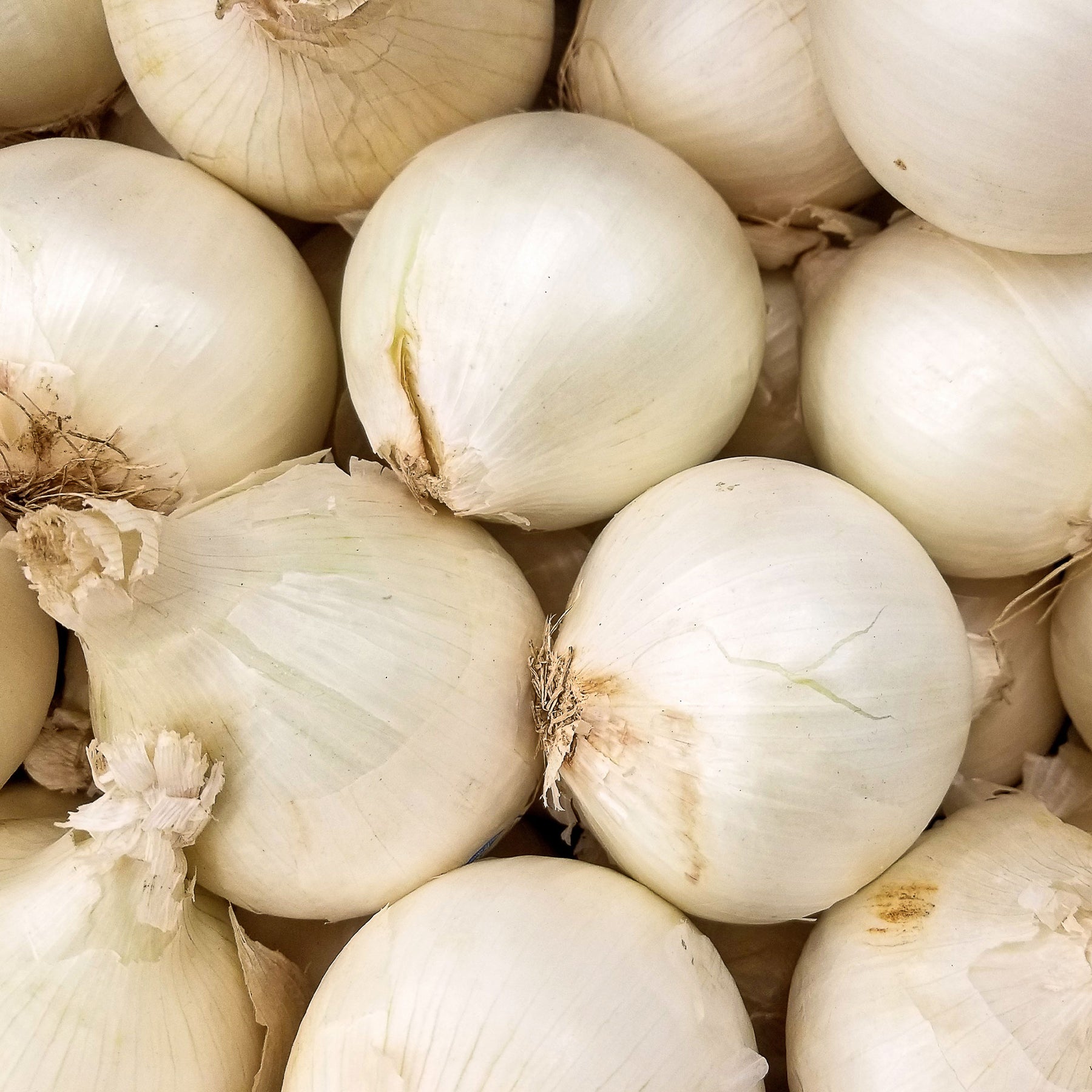 Uien - Ui 'Snowball' - Allium cepa snowball