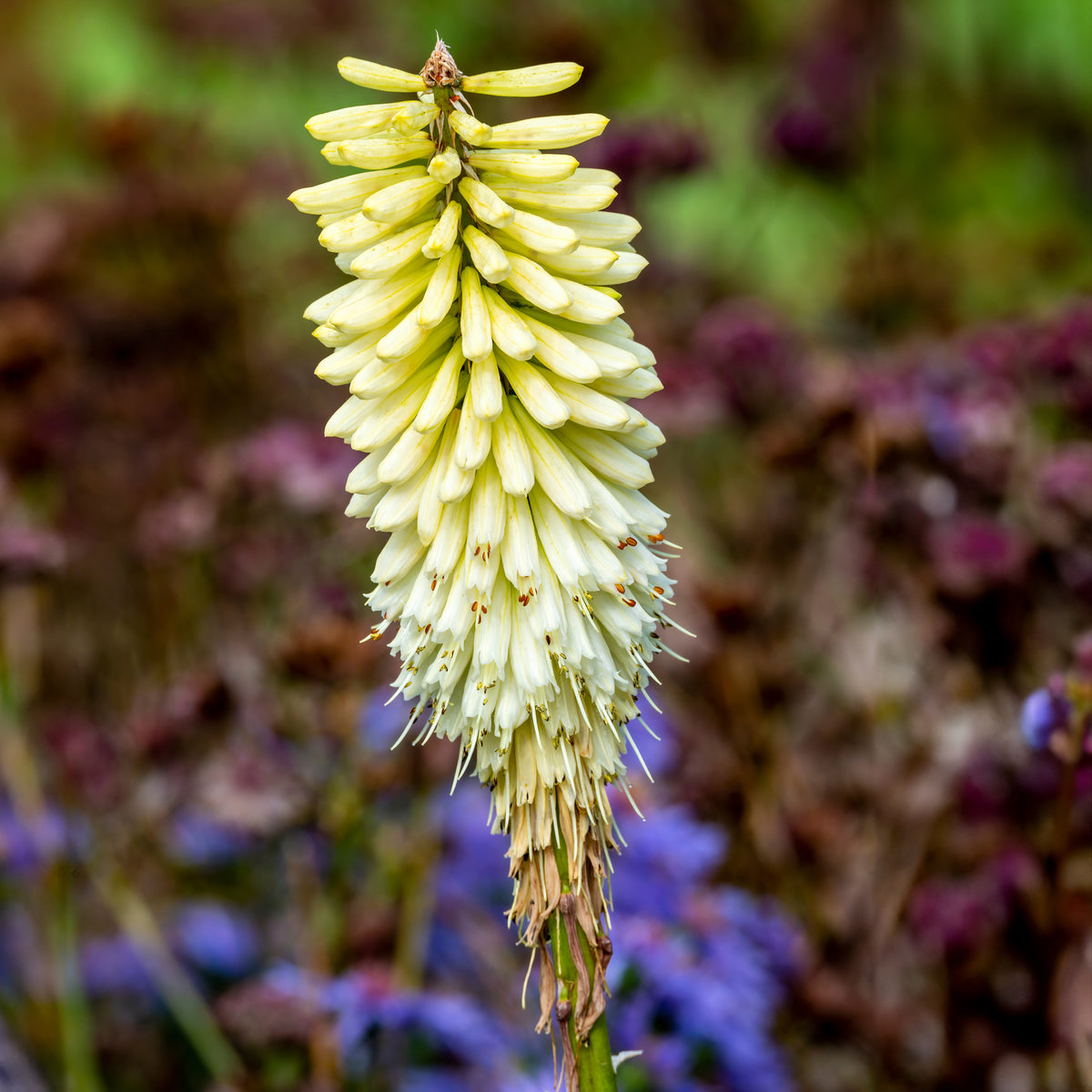 Verkoop Vuupijl Ice Queen - Kniphofia Ice Queen