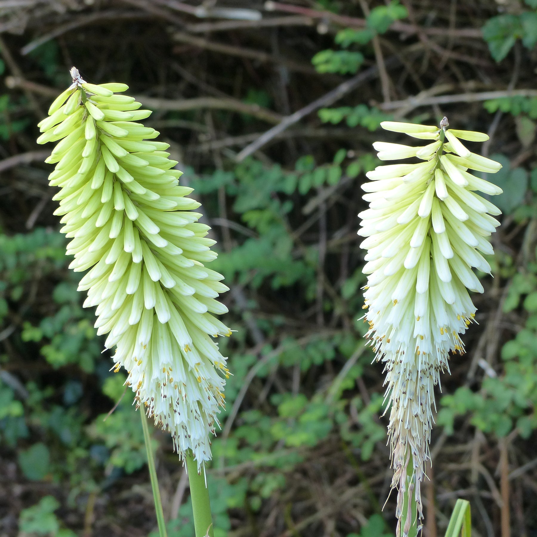 Kniphofia Ice Queen - Vuupijl Ice Queen - Kniphofia