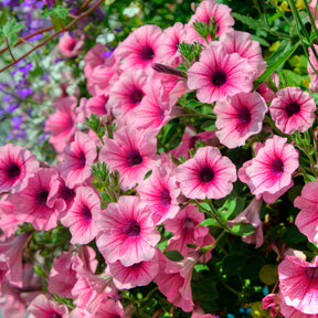 Petunia en Calibrachoa - Hangpetunia - roze (x3) - Petunia