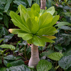 Hawaii palm