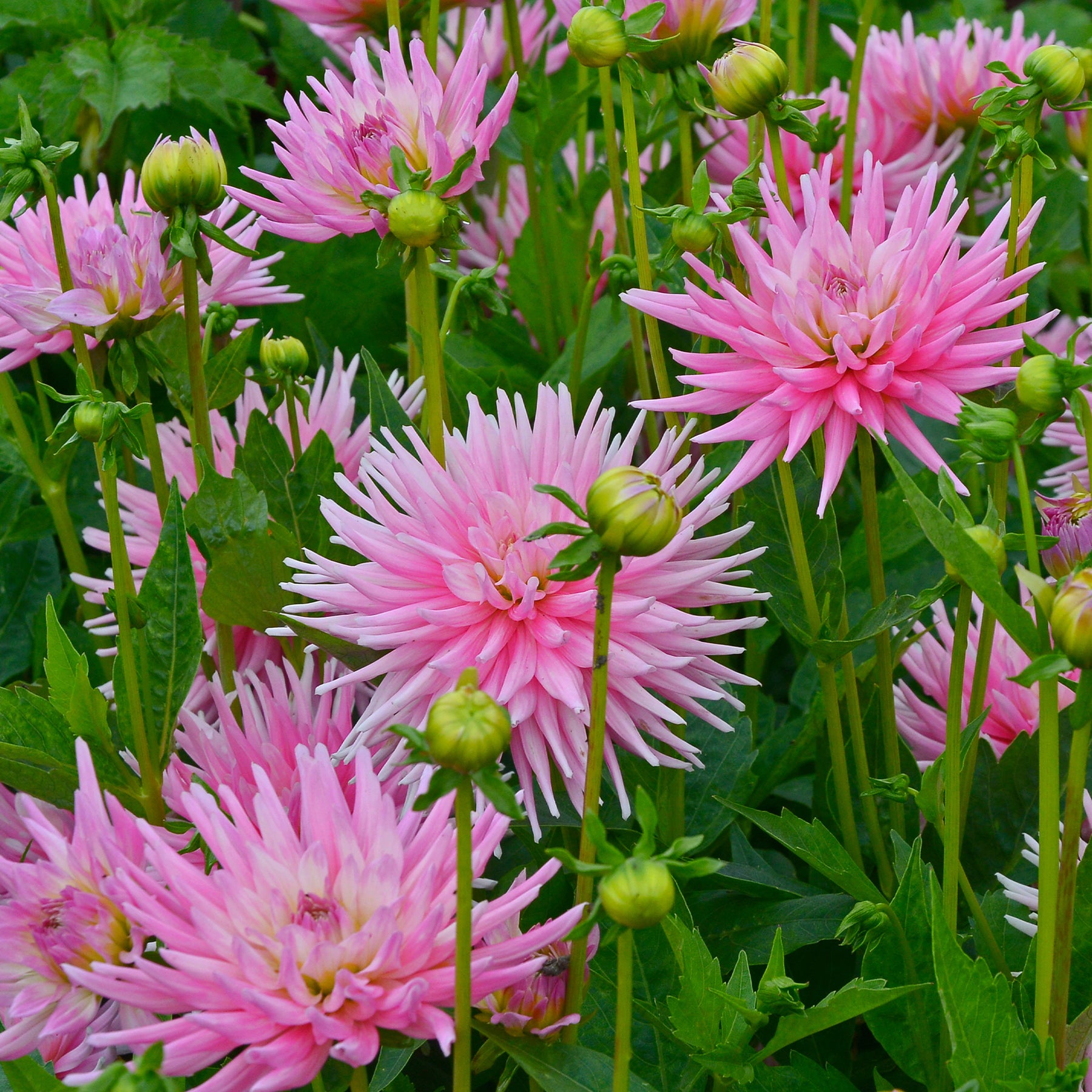 Dahlia 'Park Princess' (x3) - Willemse