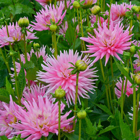 Dahlia 'Park Princess' (x3) - Willemse