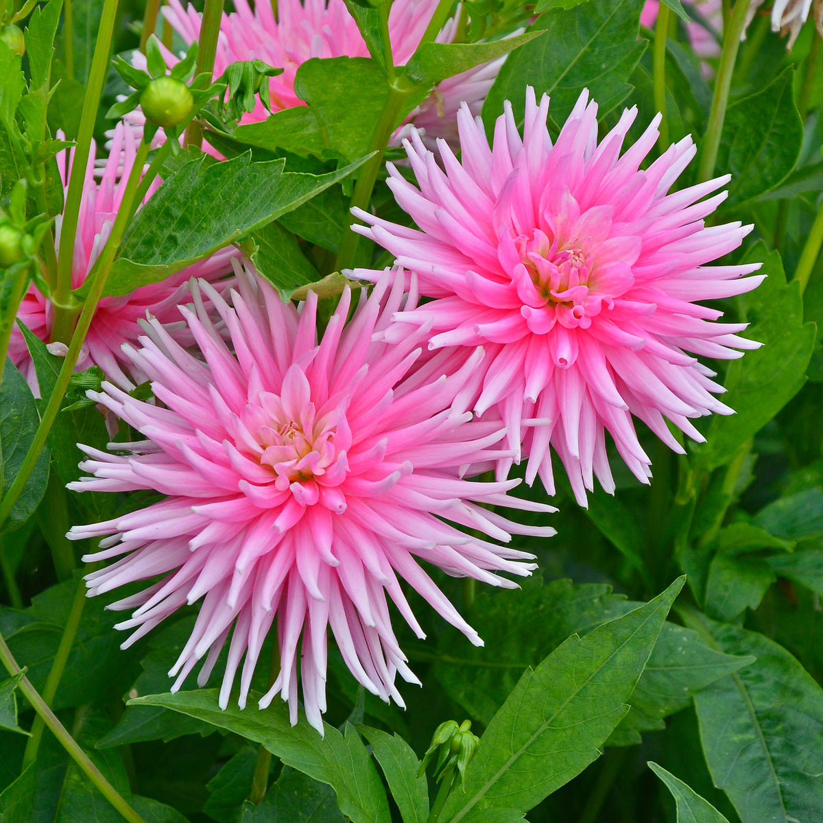 Dahlia 'Park Princess' (x3) - Dahlia Park Princess - Willemse