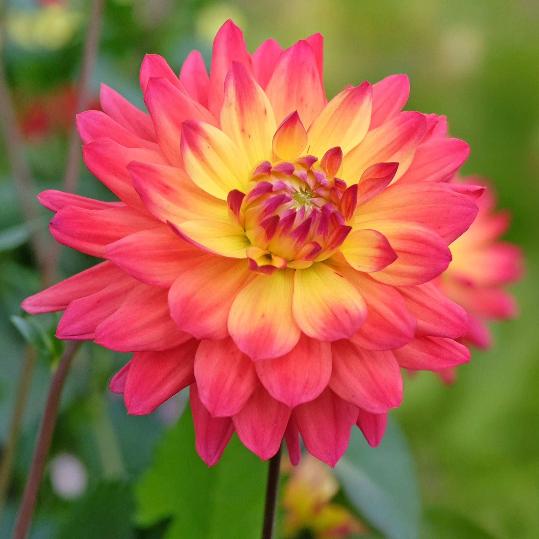 Dahlia 'Tricolore' (x3) - Dahlia tricolore - Willemse