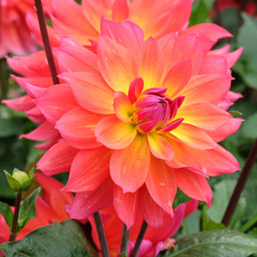 Dahlia 'Tricolore' (x3) - Willemse