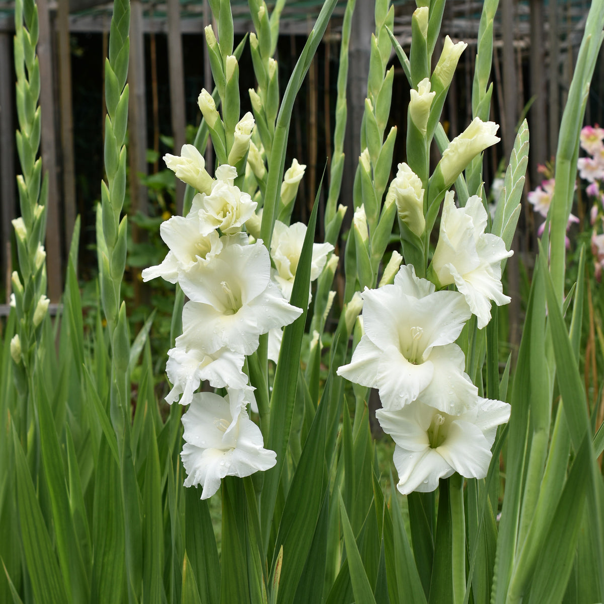 Gladiool 'White Prosperity' (x25) - Willemse