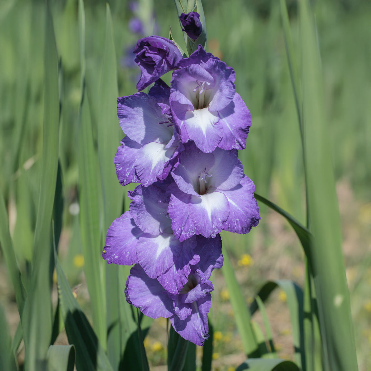 Gladiolus nori - Gladiool 'Nori' (x25) - Gladiolen