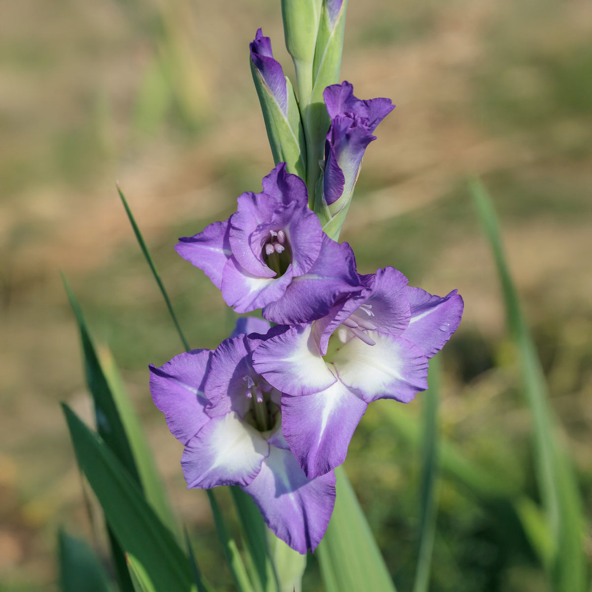 Gladiool 'Nori' (x25) - Gladiolus nori - Willemse
