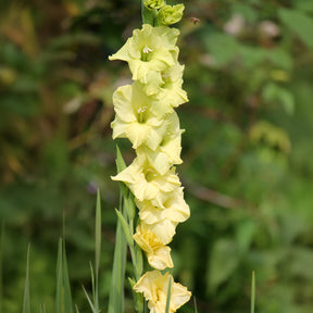 Gladiool Dingadong (x25) - Gladiolus Dingadong - Willemse