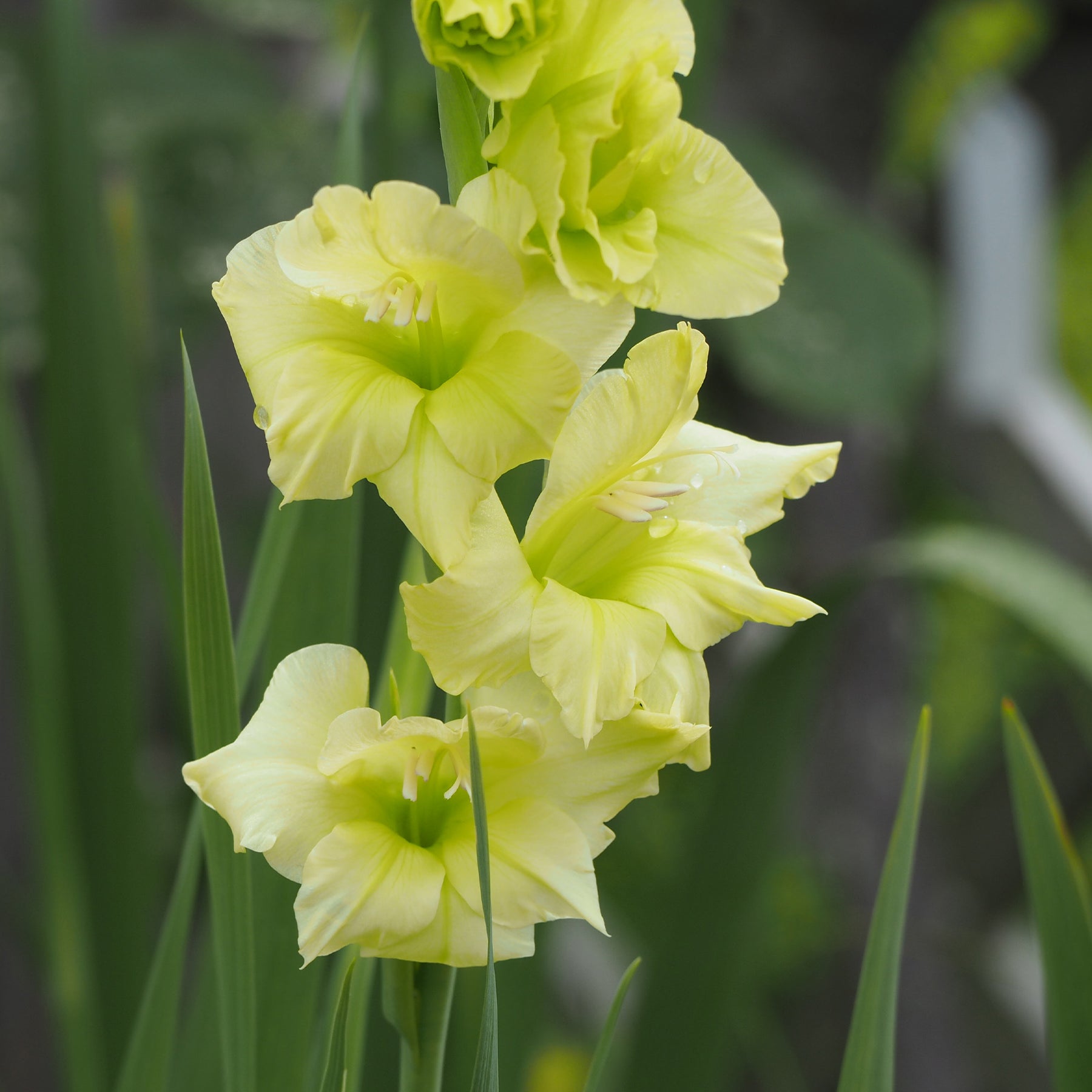 Gladiool Dingadong (x25) - Willemse