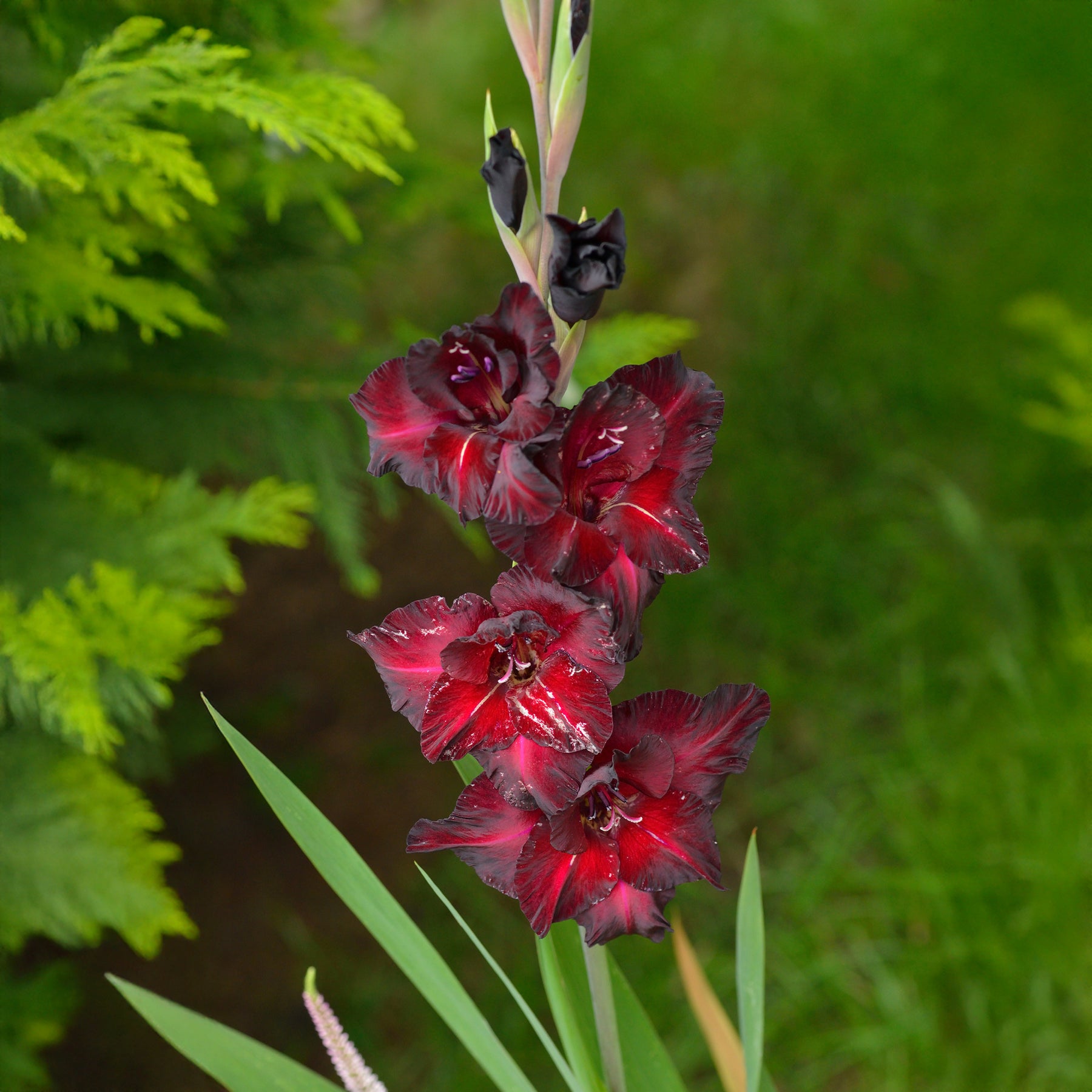 Gladiool Black Surprise (x25) - Gladiolus Black Surprise - Willemse