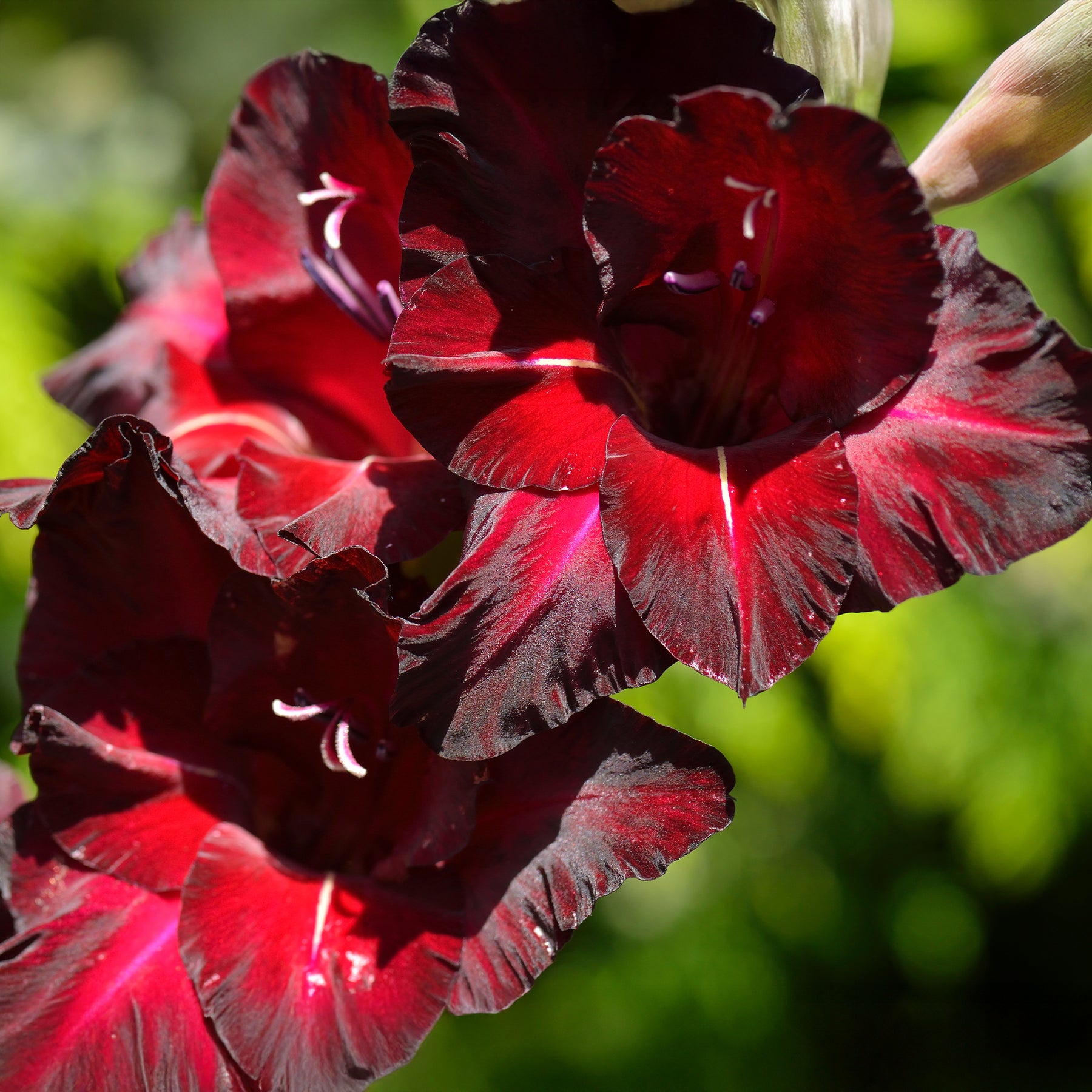 Gladiolus Black Surprise - Gladiool Black Surprise (x25) - Gladiolen