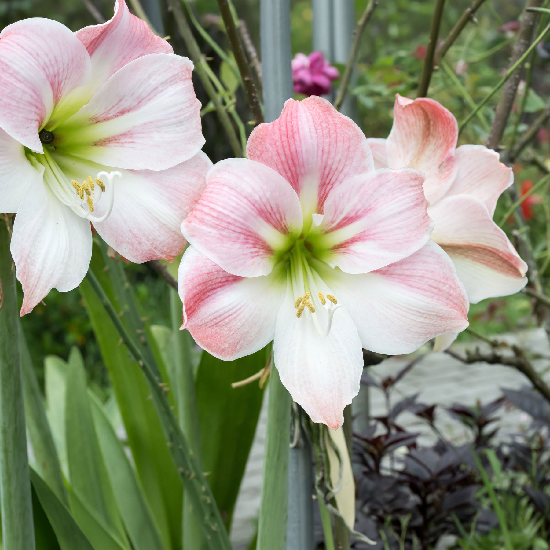 Amaryllis 'Angelique' - Willemse