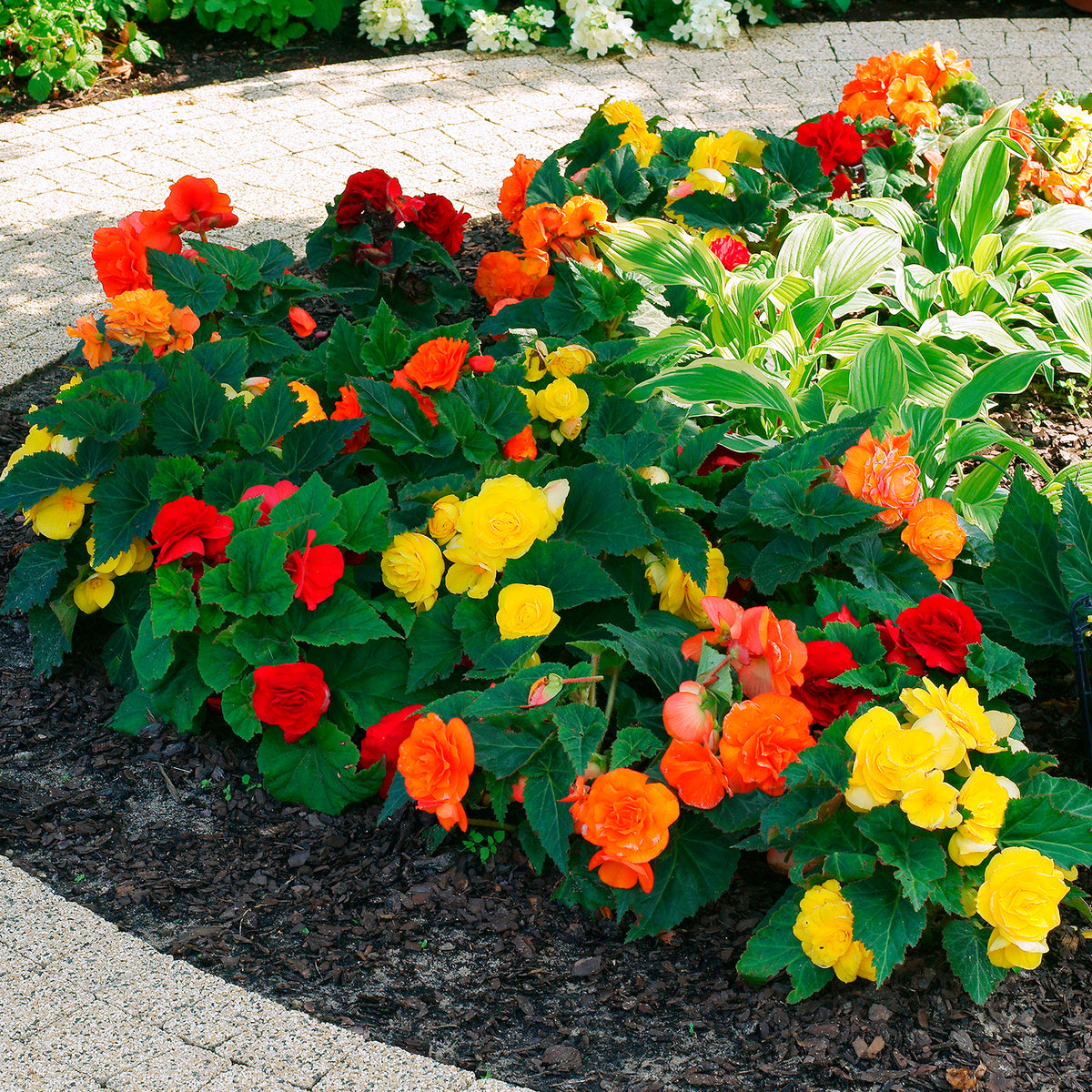 Begonia Mix 'Non Stop' - geel/rood/roze/wit (x16)
