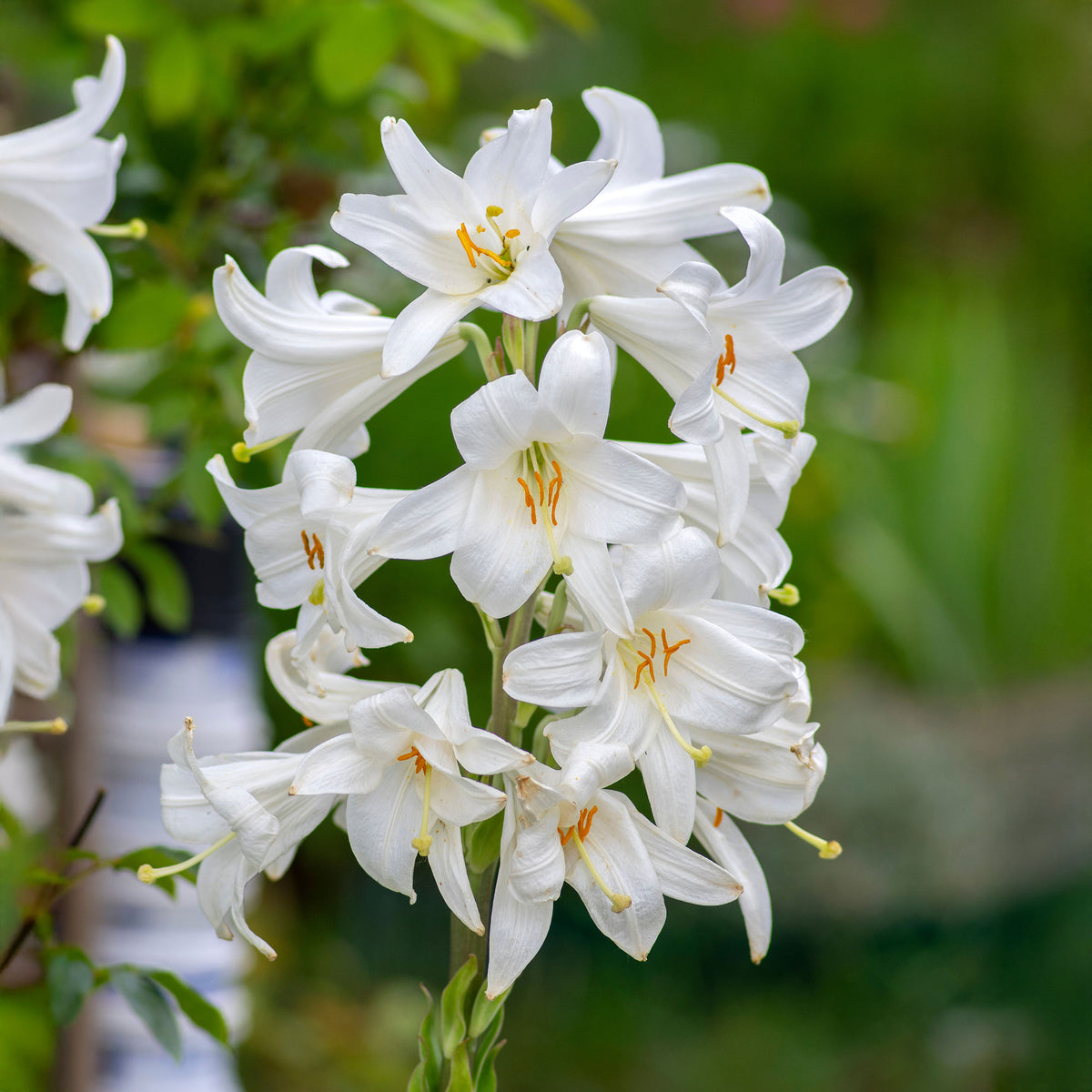 Lelie - Madonnalelie's (x2) - Lilium candidum