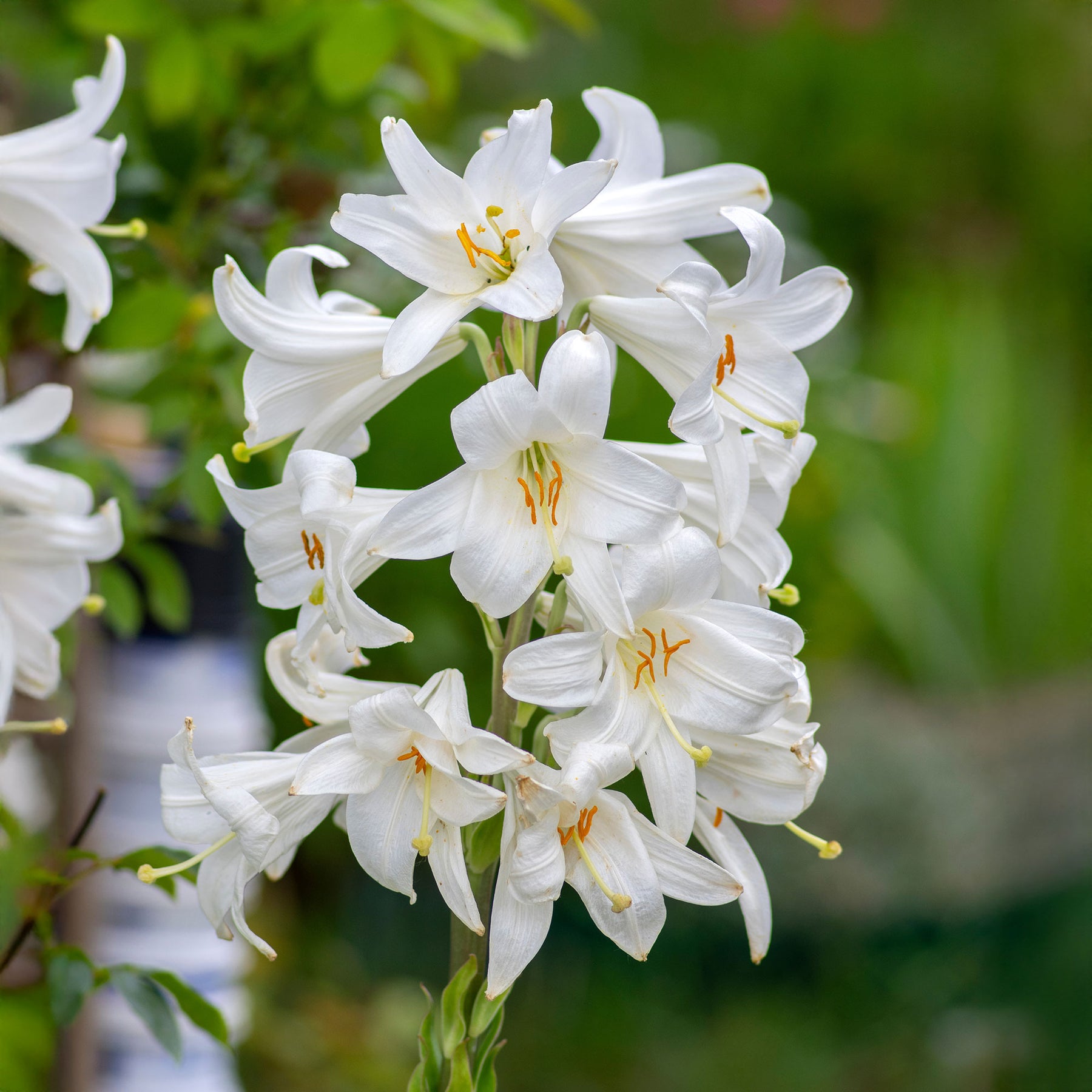 Lelie - Madonnalelie's (x2) - Lilium candidum