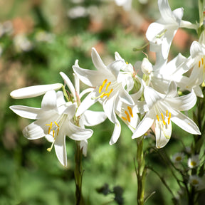 Madonnalelie's (x2) - Willemse