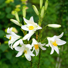 Madonnalelie's (x2) - Lilium candidum - Willemse
