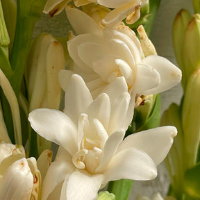 Tuberoos 'The Pearl' (x3) - Polianthes tuberosa the pearl - Willemse
