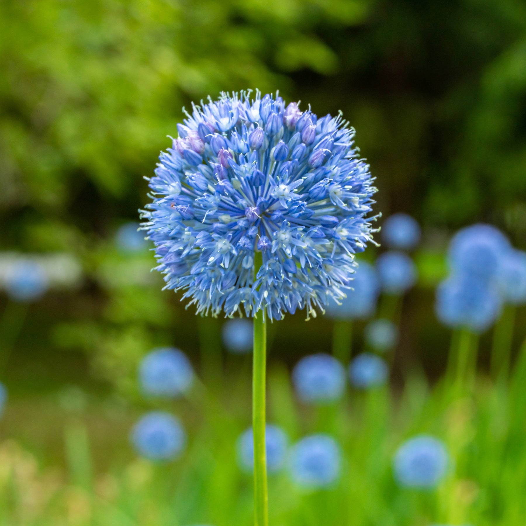 Allium azureum - Allium Caeruleum (x20) - Allium