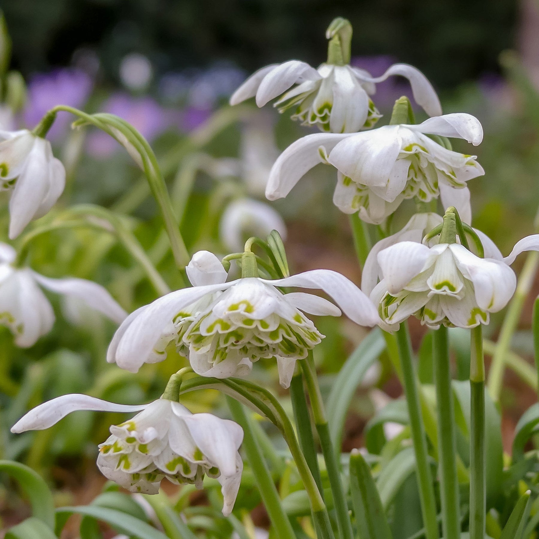 Sneeuwklokje 'Flore Pleno' (x10) - Galanthus nivalis flore pleno - Willemse