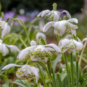 Sneeuwklokje 'Flore Pleno' (x10) - Galanthus nivalis flore pleno - Willemse