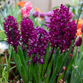Hyacinthen 'Woodstock' (x6) - Hyacinthus orientalis woodstock - Willemse