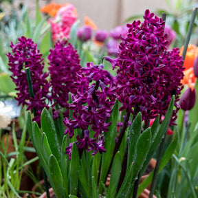 Hyacinthen 'Woodstock' (x6) - Hyacinthus orientalis woodstock - Willemse