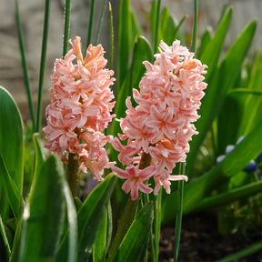 Verkoop Hyacinthen 'Gipsy Queen' (x6)