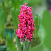 Hyacinthen 'Jan Bos' (x6) - Hyacinthus orientalis Jan Bos - Willemse
