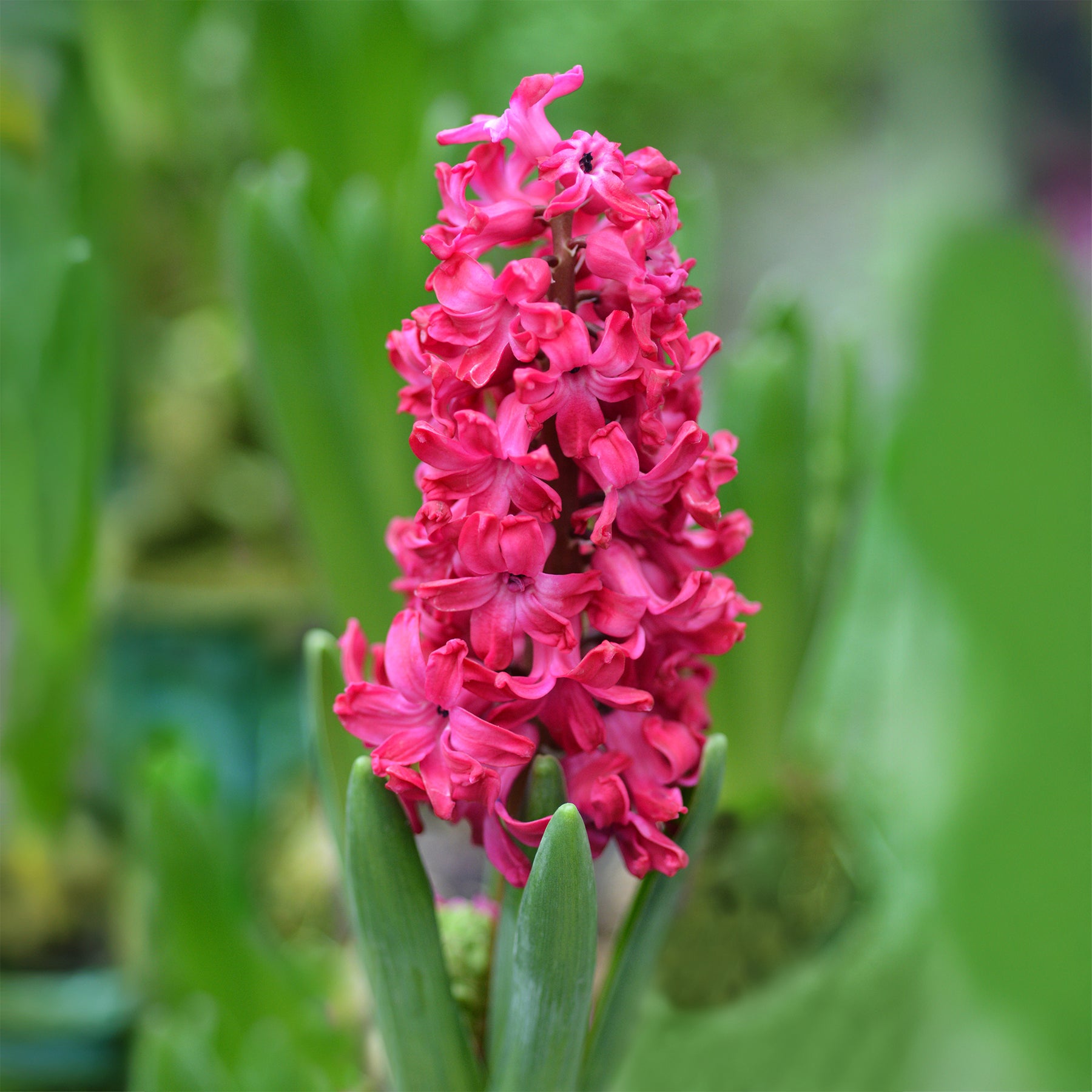 Hyacinthen 'Jan Bos' (x6) - Hyacinthus orientalis Jan Bos - Willemse