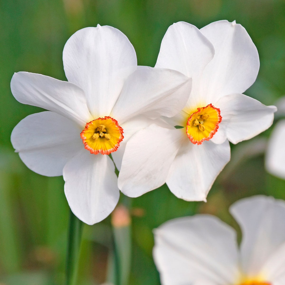 Narcissen poeticus 'Actea' (x10)