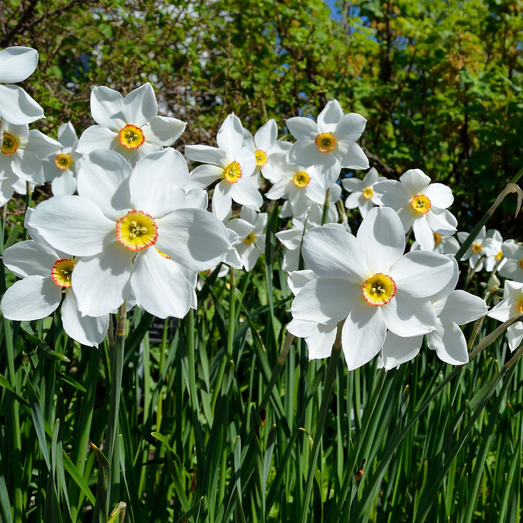 Narcissen poeticus 'Actea' (x10) - Willemse