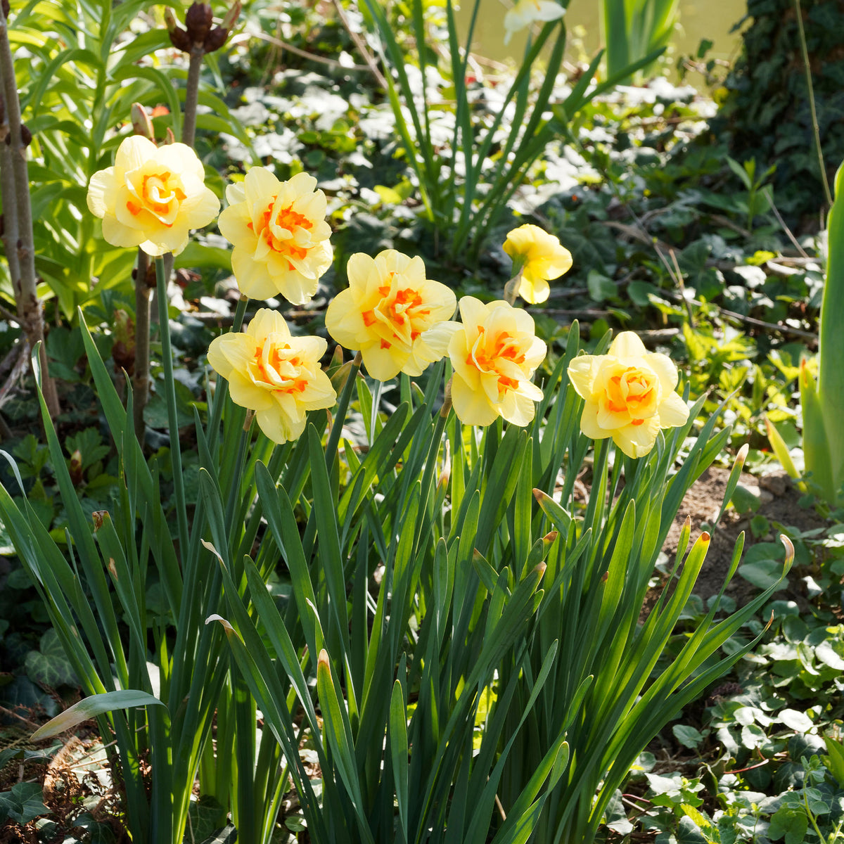 Dubbele Narcissen 'Tahiti' (x10) - Willemse