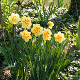 Dubbele Narcissen 'Tahiti' (x10) - Willemse