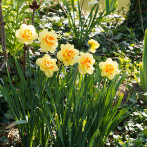 Dubbele Narcissen 'Tahiti' (x10) - Willemse